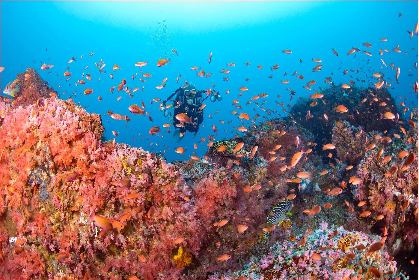 Coral reef and marine life in Puerto Galera