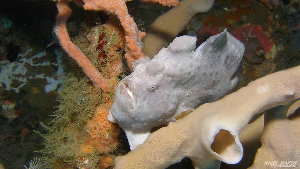 Frogfish Puerto Galera
