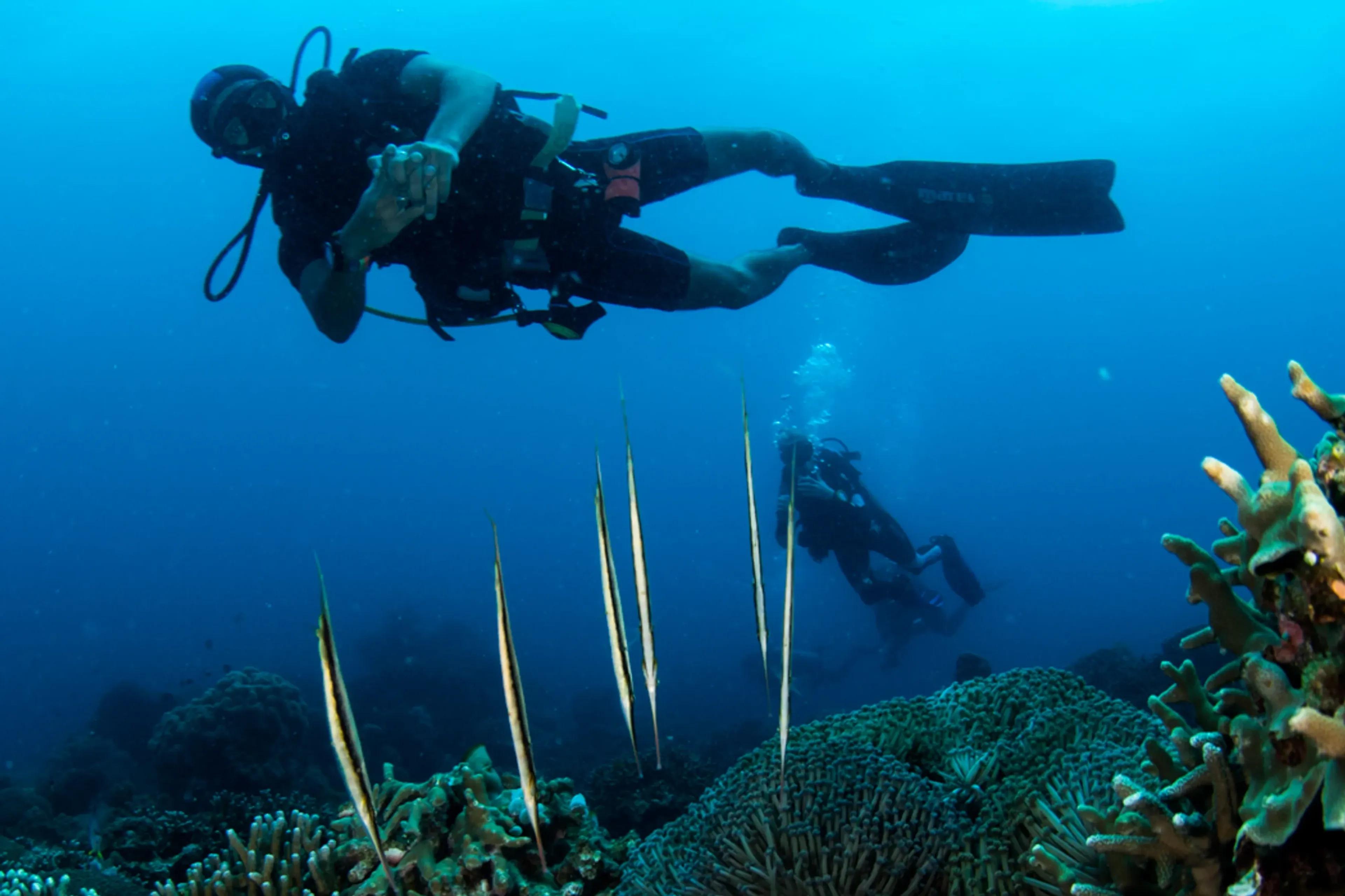 Fun Diving Puerto Galera