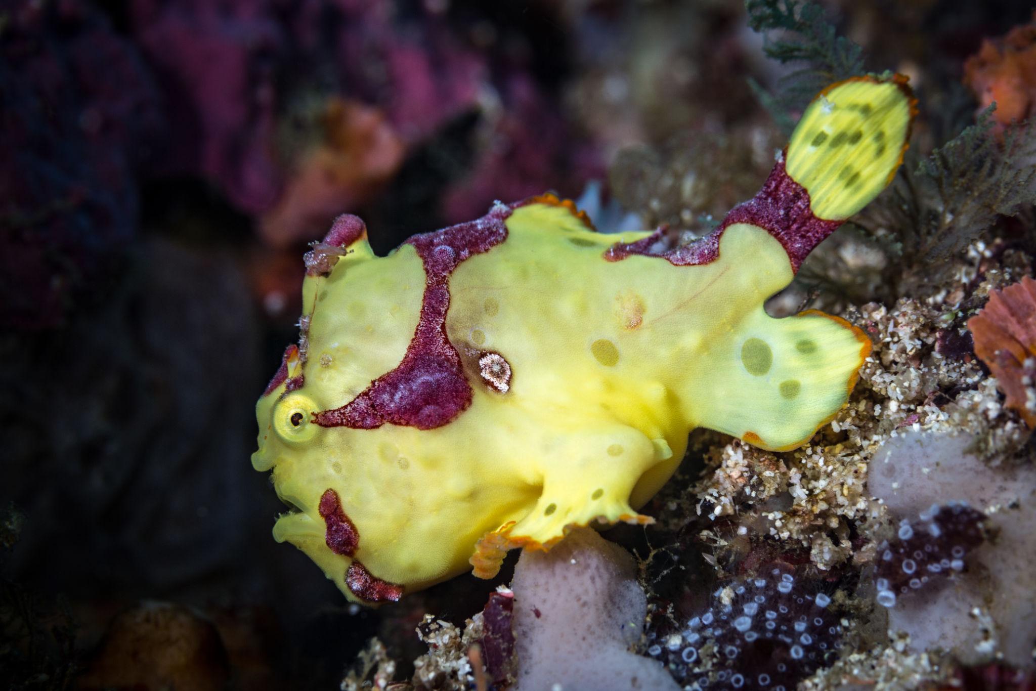 Macro diving Puerto Galera