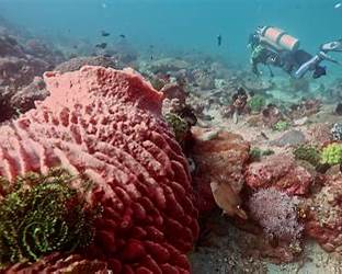 Underwater photography Monkey Beach Puerto Galera
