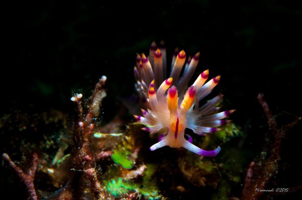 Nudibranch Puerto Galera