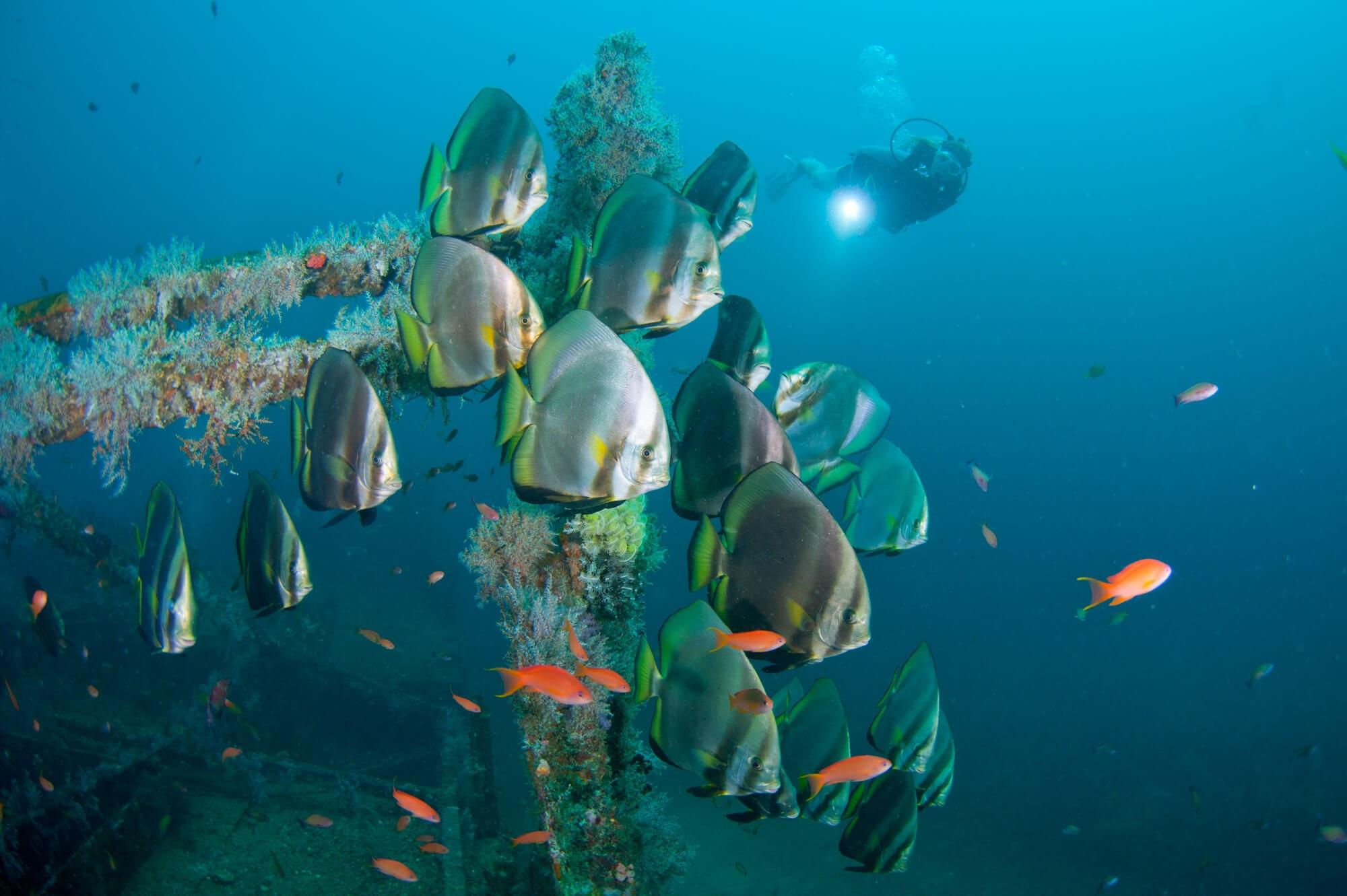 Tropical reef fish Puerto Galera