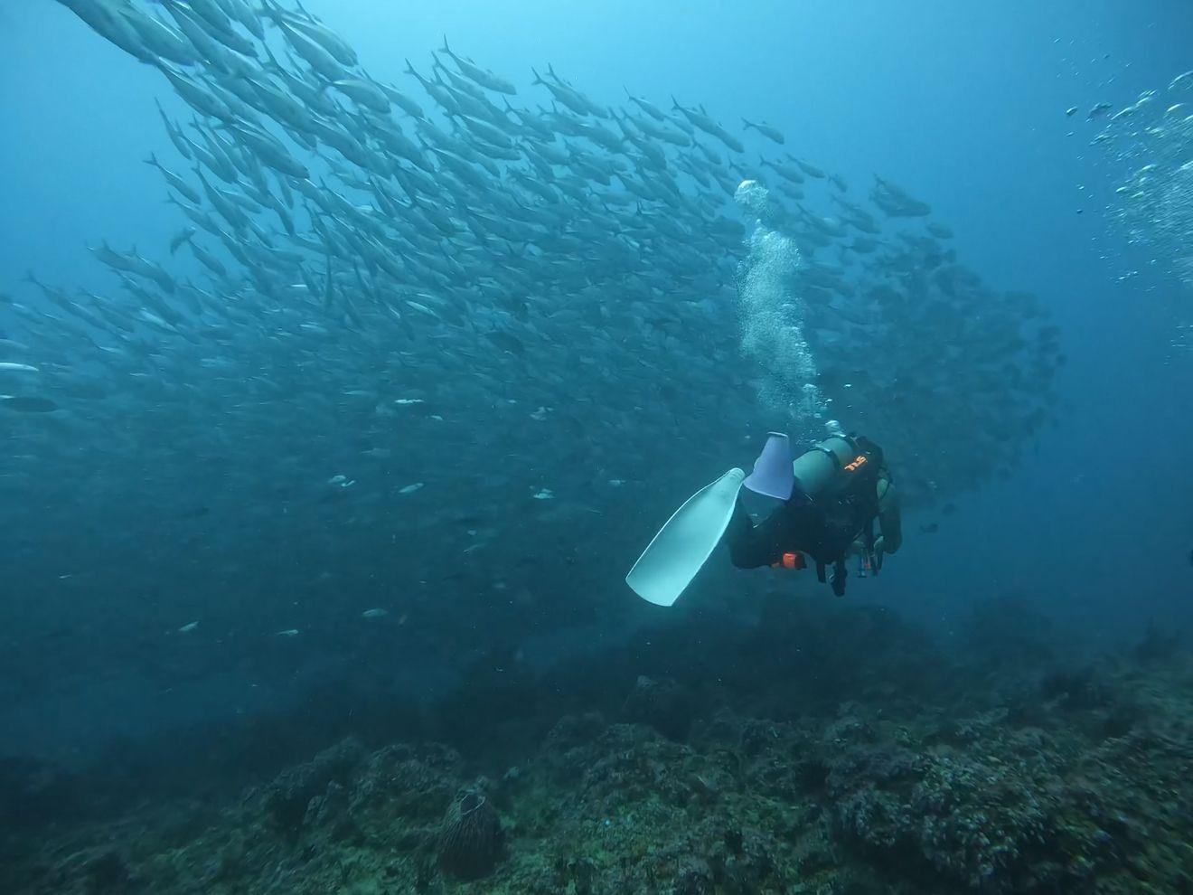 Schooling fish Puerto Galera