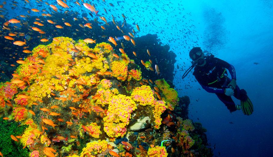 Scuba diving in Puerto Galera Philippines
