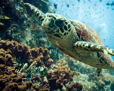 Sea turtle diving Puerto Galera
