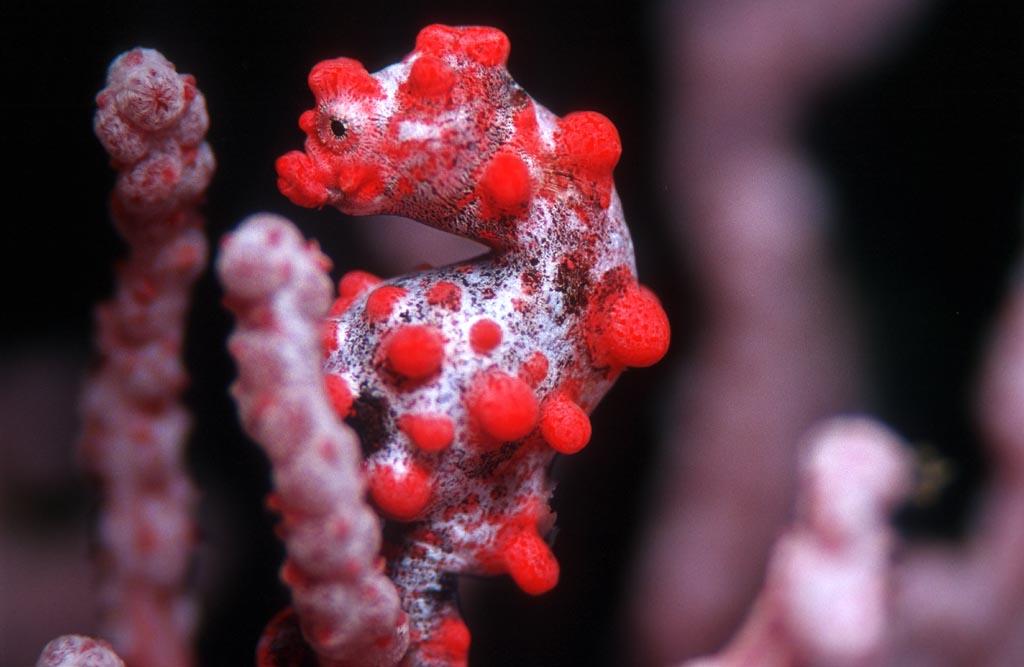 Seahorse Puerto Galera scuba diving