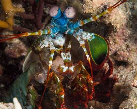 Macro shrimp Puerto Galera