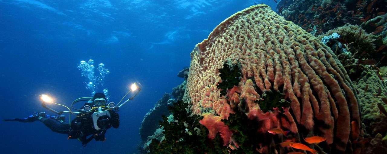 Underwater Photography Puerto Galera