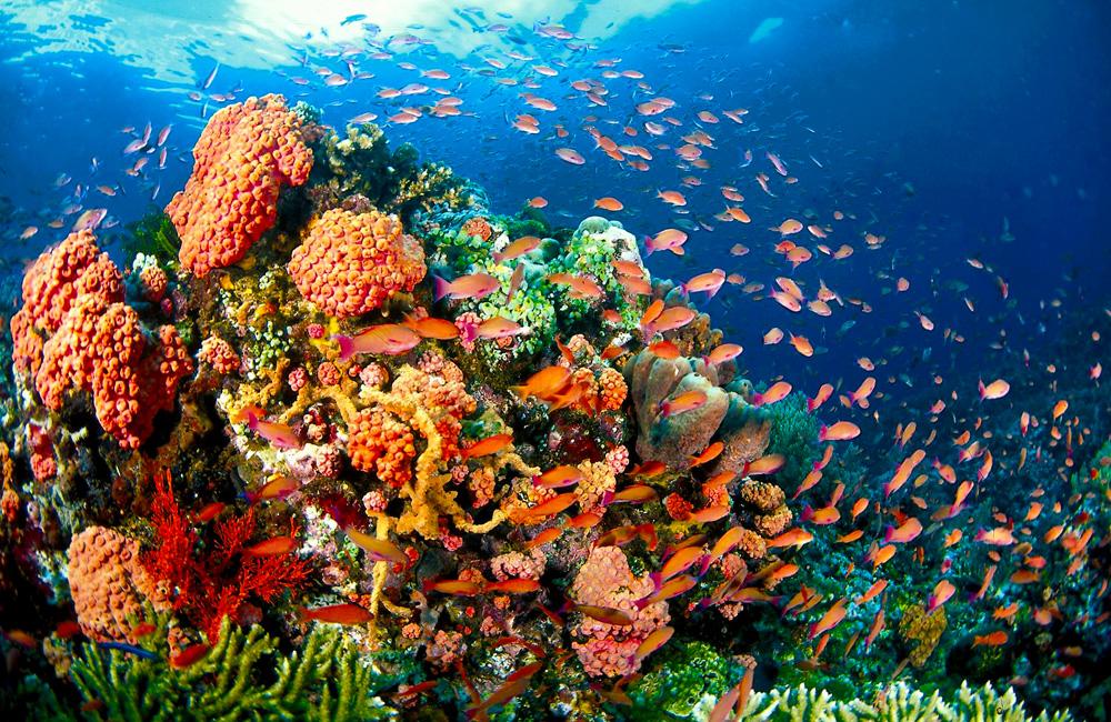 Puerto Galera underwater reef