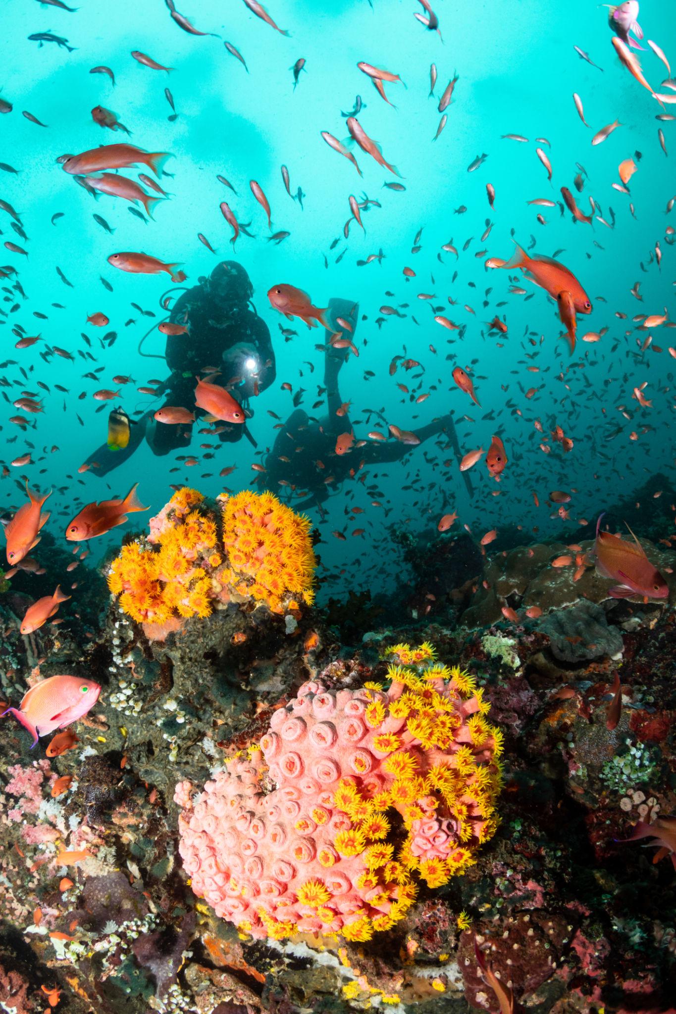 Verde Island dive trip