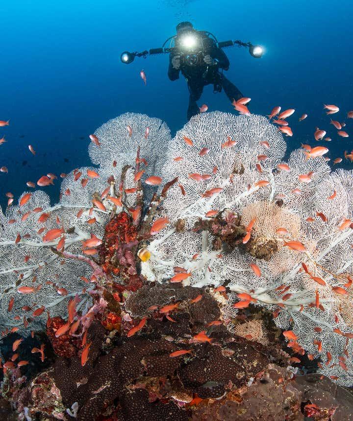 Underwater photography West Escarceo Puerto Galera