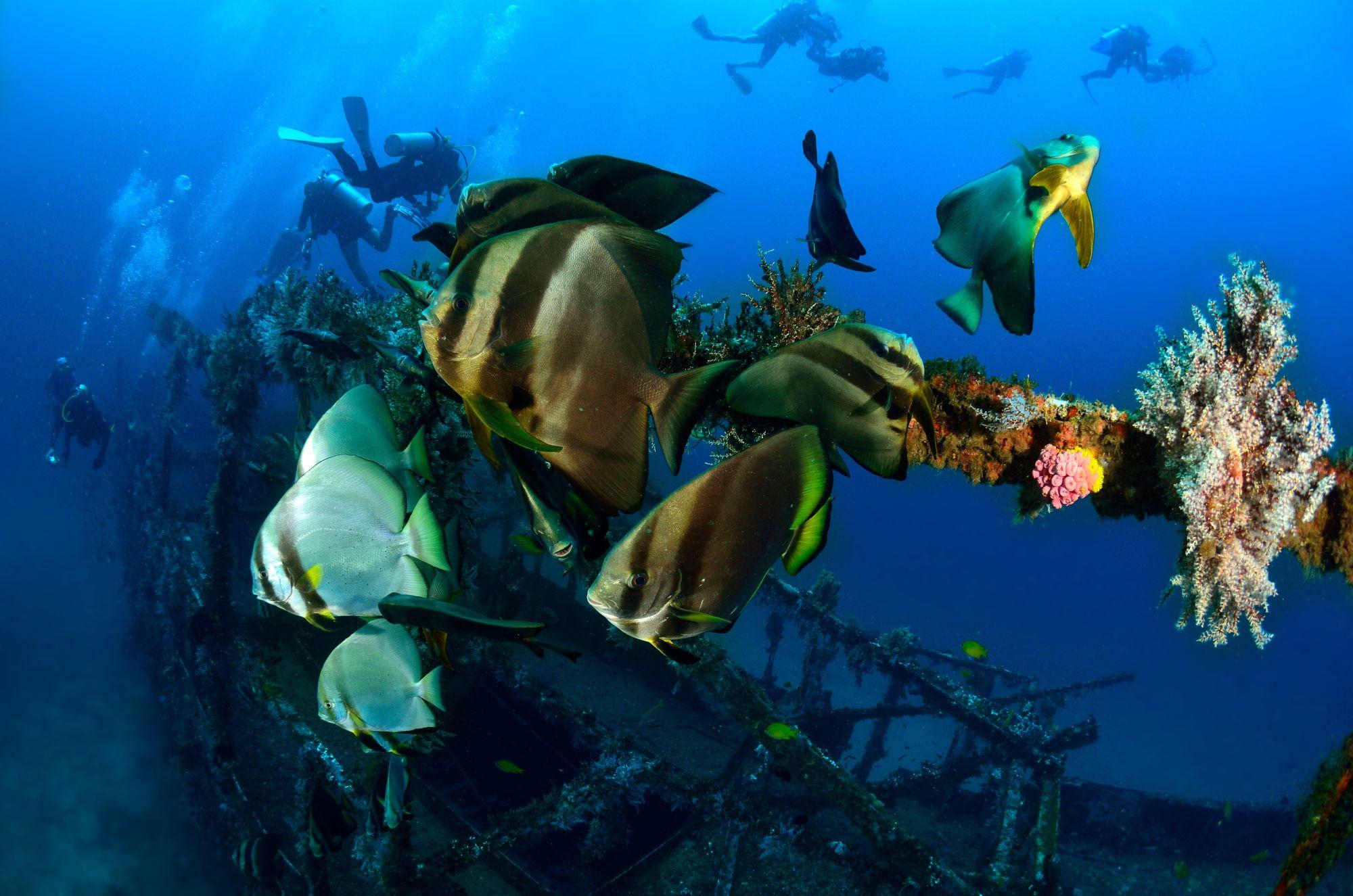 Wreck diving Puerto Galera